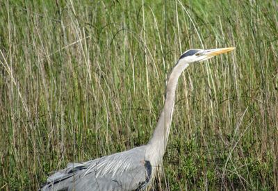 High angle view of gray heron on land