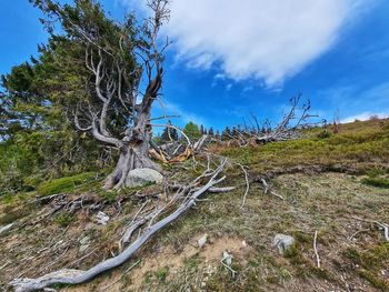 Bare trees on landscape against sky