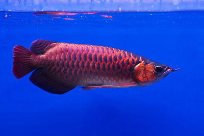 Close-up of fish swimming in sea