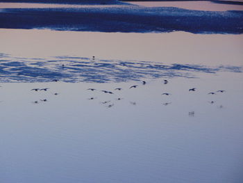 Birds swimming in lake during winter