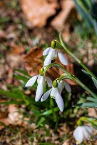 Close-up of white flowering plant on field