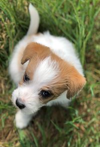 High angle view of puppy on field