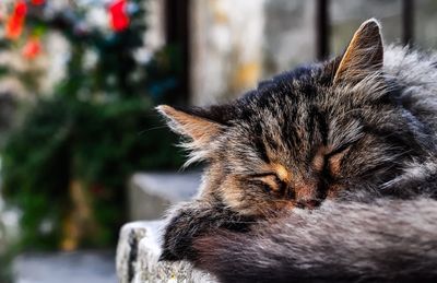 Close-up of a cat sleeping