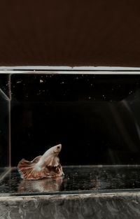 View of cat swimming in glass