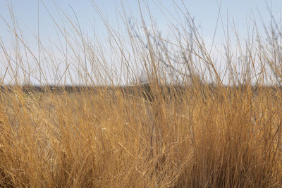 Scenic view of wheat field against sky