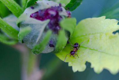 Close-up of insect on purple flower