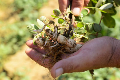 Close-up of hand holding berries