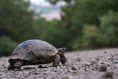 Close-up of a turtle on ground