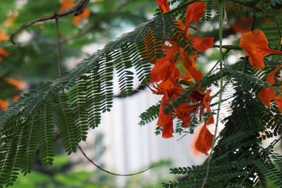 Close-up of red flowering plant