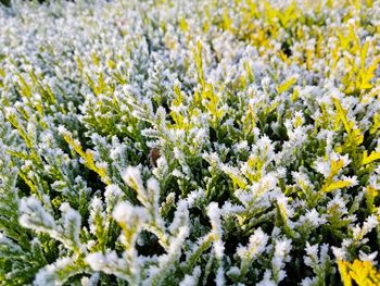 Full frame shot of white flowering plants during winter