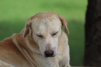 Close-up of a dog looking away