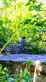 Close-up of plants against trees