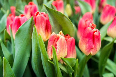 Close-up of yellowish pink tulip flowers