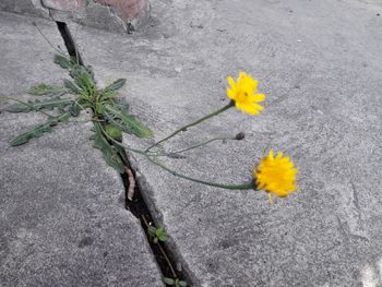 Close-up of yellow flowers