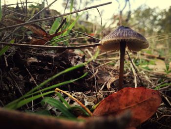 Close-up of mushroom growing on field