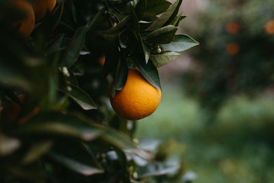 Fresh oranges in the tree