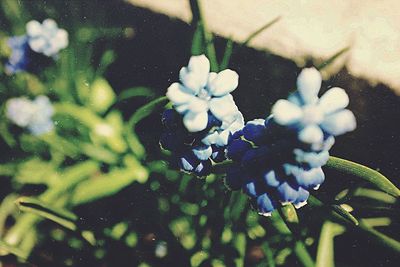 Close-up of flowers