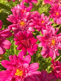 Close-up of pink flowers blooming outdoors