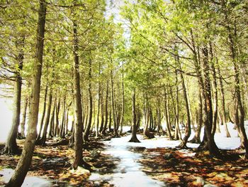 Trees in forest