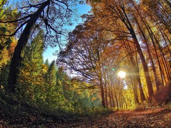 Sun shining through trees in forest