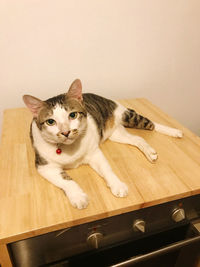 Portrait of cat on wooden floor