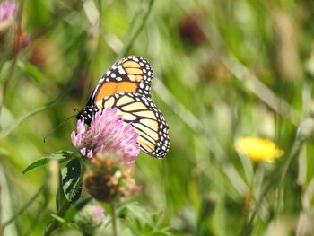 Close-up of butterfly pollinating on flower