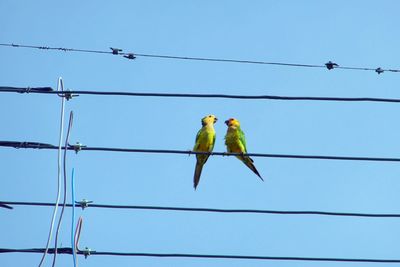 Low angle view of birds perching on cable