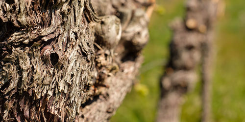 Old cracked bark of vine grapevine close-up