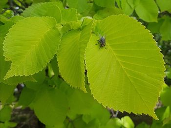 Close-up of insect on leaf