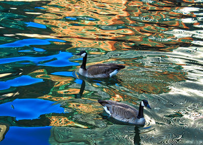 High angle view of birds swimming in lake