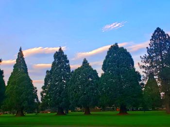 Trees in park against sky during sunset