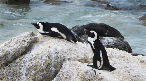 High angle view of penguins on rock in sea