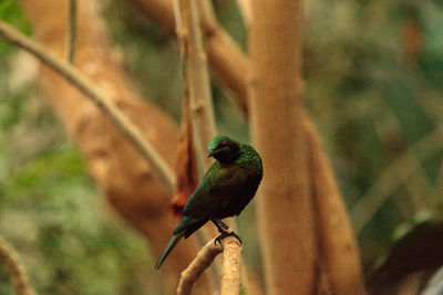 Close-up of bird perching on tree