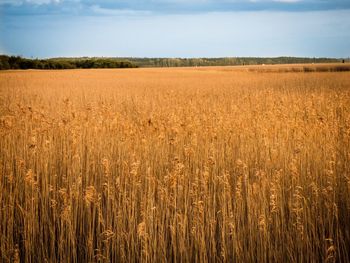 Scenic view of field against cloudy sky