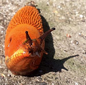 Close-up of insect