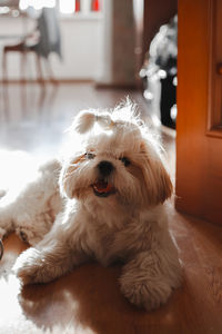 Sad shih tzu dog. grooming. high quality photo