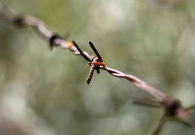 Close-up of insect on plant