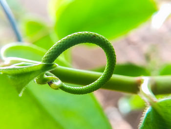 Close-up of green plant