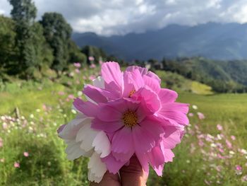 Close-up of pink flower on field