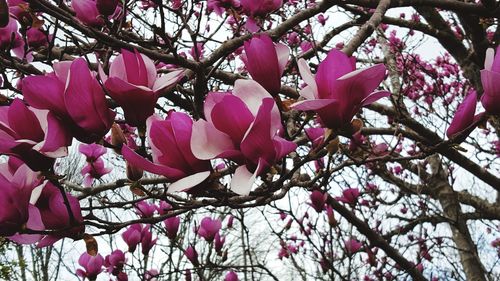 Low angle view of pink flowers blooming on tree