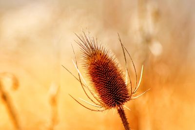 Close-up of dried thistle plant