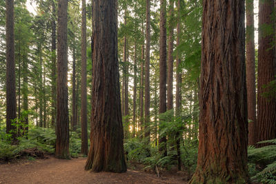 Pine trees in forest