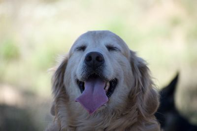 Close-up of a dog