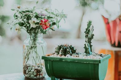 Close-up of potted plant on table