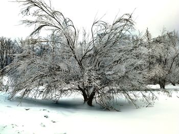 Snow covered bare trees against sky during winter