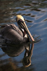 Duck swimming in a lake