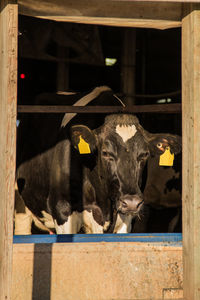 Cows in shed