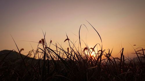 Close-up of wheat growing on field against sunset sky