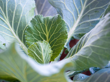 Close-up of fresh green leaf on plant in field