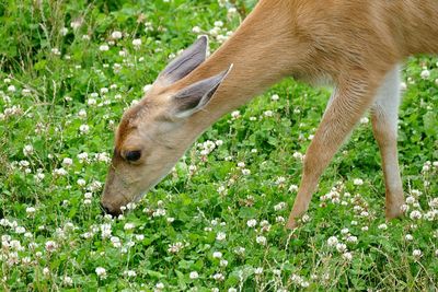 Side view of deer grazing on field